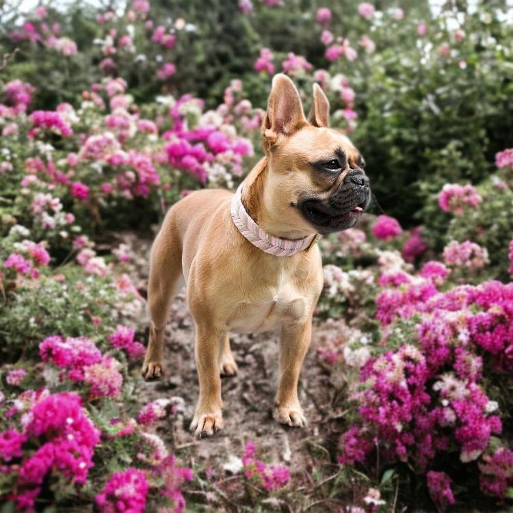 Verleihen Sie Ihrem Hund Stil mit unserem handgefertigten Biothane-Set! Robust, wasserabweisend und mit stilvoller Paracord-Verzierung – ideal für aktive Hunde. Qualität trifft Eleganz!