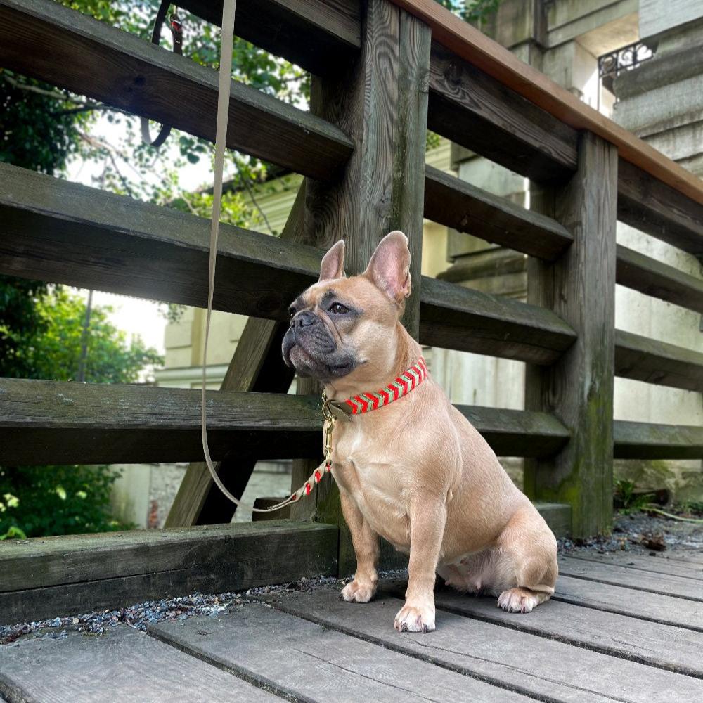 Verleihen Sie Ihrem Hund Stil mit unserem handgefertigten Biothane-Set! Robust, wasserabweisend und mit stilvoller Paracord-Verzierung – ideal für aktive Hunde. Qualität trifft Eleganz!