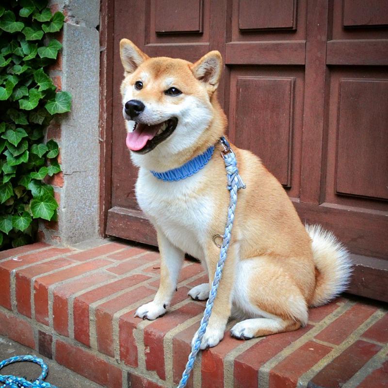 Robustes Biothane-Halsband „Fusion“ mit Paracord-Ummantelung. Individuell gestaltbar in bis zu 2 Farben, in 5 Breiten und verschiedenen Verschlüssen erhältlich. Ideal für aktive Hunde!
