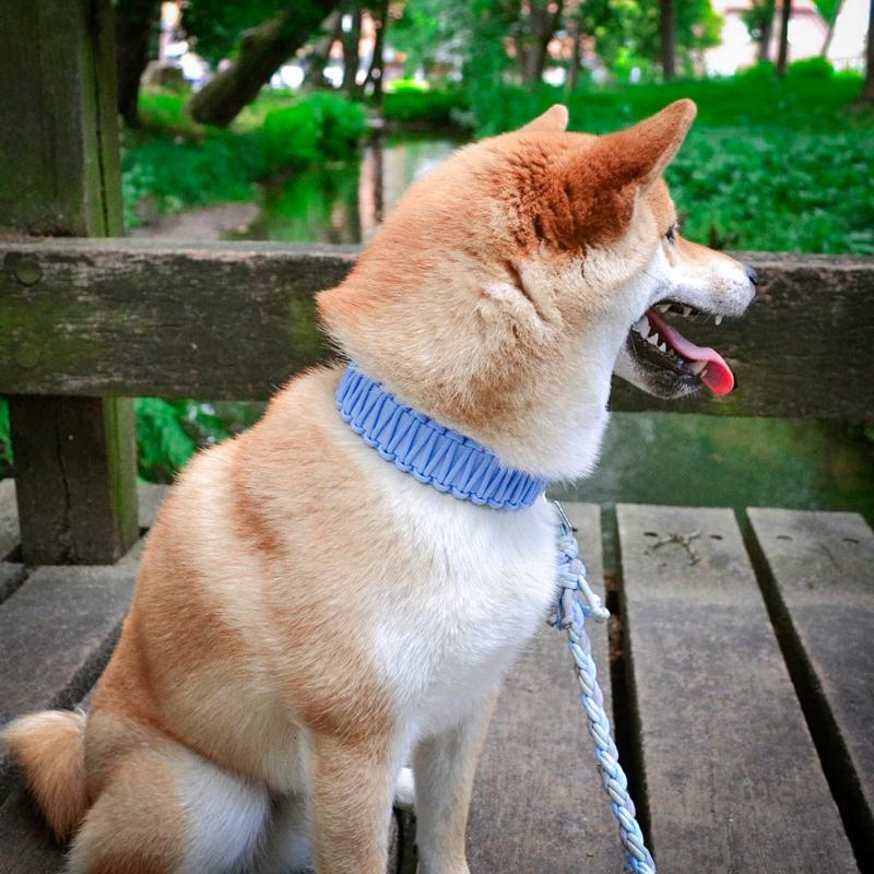 Robustes Biothane-Halsband „Fusion“ mit Paracord-Ummantelung. Individuell gestaltbar in bis zu 2 Farben, in 5 Breiten und verschiedenen Verschlüssen erhältlich. Ideal für aktive Hunde!