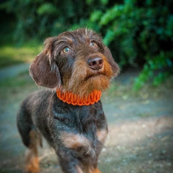 Robustes Biothane-Halsband „Fusion“ mit Paracord-Ummantelung. Individuell gestaltbar in bis zu 2 Farben, in 5 Breiten und verschiedenen Verschlüssen erhältlich. Ideal für aktive Hunde!