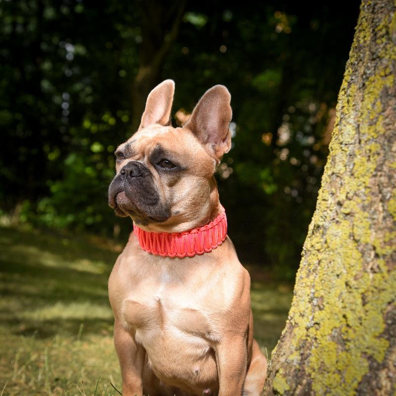 Robustes Biothane-Halsband „Fusion“ mit Paracord-Ummantelung. Individuell gestaltbar in bis zu 2 Farben, in 5 Breiten und verschiedenen Verschlüssen erhältlich. Ideal für aktive Hunde!