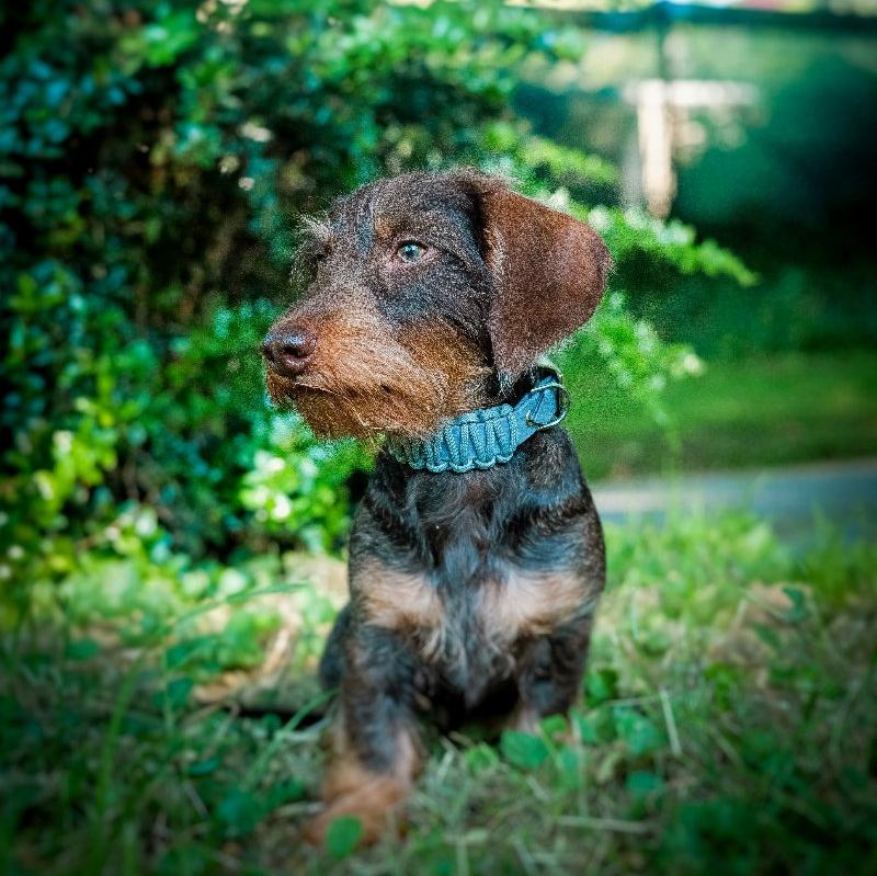 Robustes Biothane-Halsband „Fusion“ mit Paracord-Ummantelung. Individuell gestaltbar in bis zu 2 Farben, in 5 Breiten und verschiedenen Verschlüssen erhältlich. Ideal für aktive Hunde!