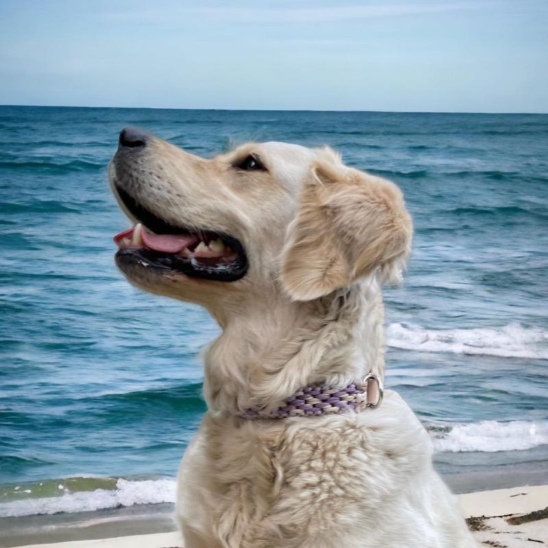 Individuell gestaltbares Halsband aus hochwertigem Paracord für Hunde. Wählen Sie Farben und Beschläge für ein einzigartiges, handgefertigtes Design.