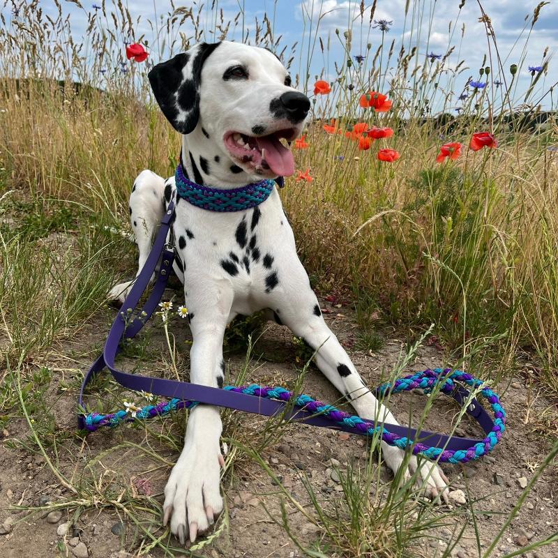 Individuell gestaltbares Halsband aus hochwertigem Paracord für Hunde. Wählen Sie Farben und Beschläge für ein einzigartiges, handgefertigtes Design.