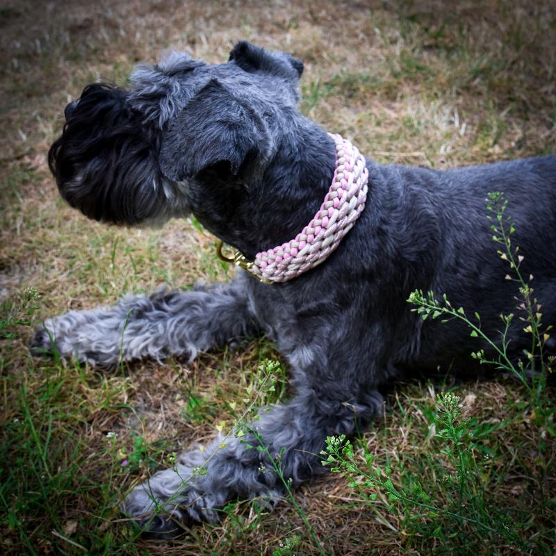 Individuell gestaltbares Halsband aus hochwertigem Paracord für Hunde. Wählen Sie Farben und Beschläge für ein einzigartiges, handgefertigtes Design.