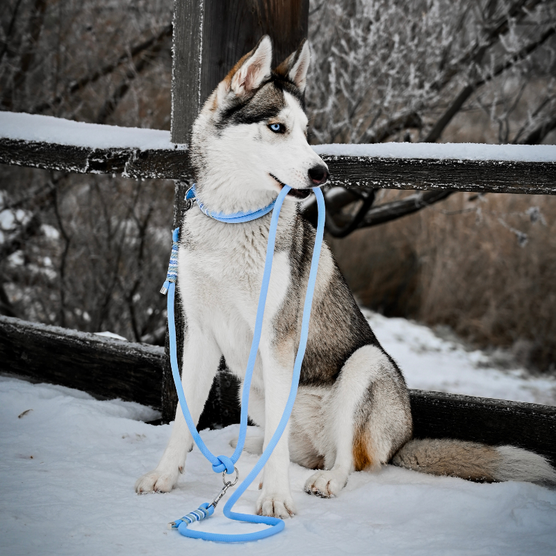 "Gestalten Sie das perfekte Tau Halsband für Ihren Hund mit unserem Konfigurator! Wählen Sie Farben, Takelung und Beschläge für ein individuelles, stilvolles Accessoire!"