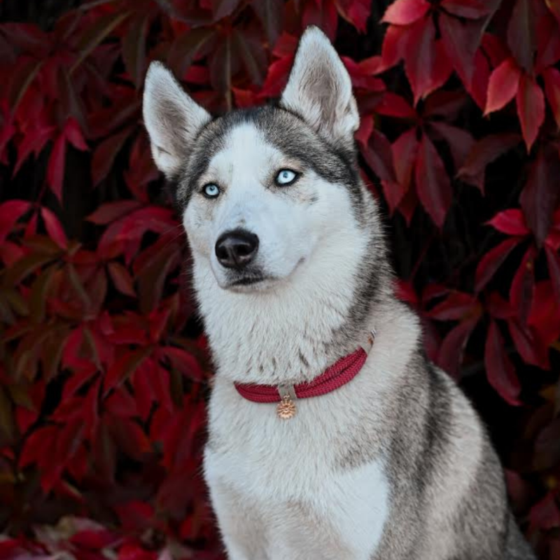 "Gestalten Sie das perfekte Tau Halsband für Ihren Hund mit unserem Konfigurator! Wählen Sie Farben, Takelung und Beschläge für ein individuelles, stilvolles Accessoire!"